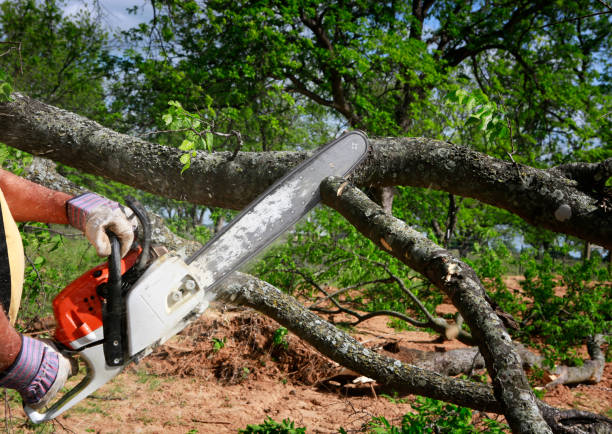 Tree and Shrub Care in Combes, TX